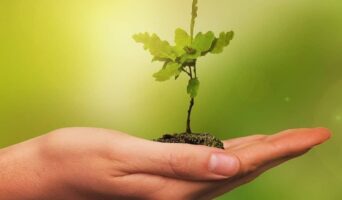 Дуба посадив — здоров’я міцне здобув