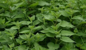 Кропива дводомна в народній медицині