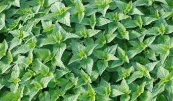 Кропиву посіяв — про здоров’я подбав