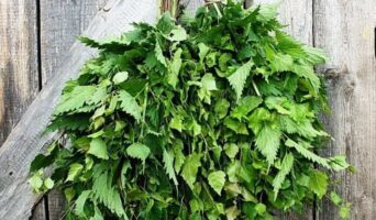 Кропив’яним віником — та по тілу…