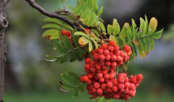 Застосування горобини в народній медицині