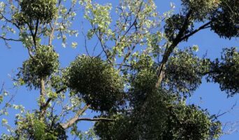 Лікувальні властивості омели білої