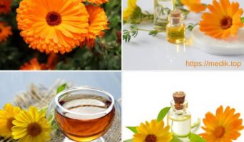 Календула лікарська або нагідки лікарські