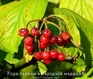 Кора калини в народній медицині