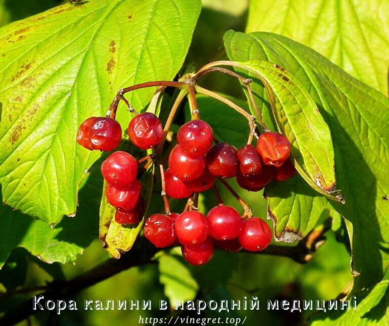 Кора калини в народній медицині 9 Кора калини, відвар кори калини, ліки з калини, Настій кори калини