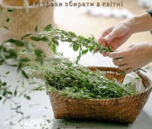 Які трави збирати в квітні