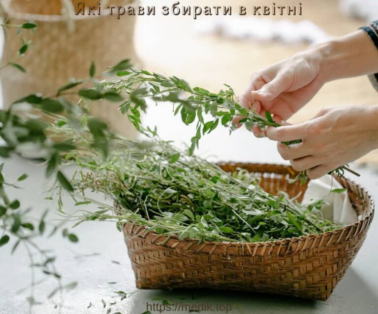 Які трави збирати в квітні 3 Які трави збирати, перші трави, збирання бруньок, коли збирати листя, коли збирати кору, збирання коріння