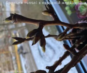 Бруньки тополі в народній медицині