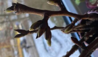 Бруньки тополі в народній медицині