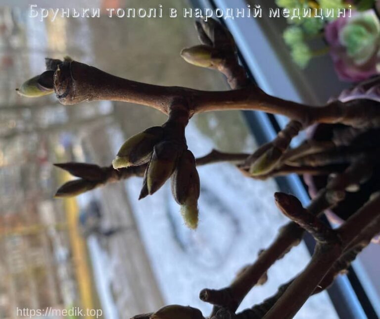 Бруньки тополі в народній медицині 4 Бруньки тополі