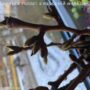 Бруньки тополі в народній медицині
