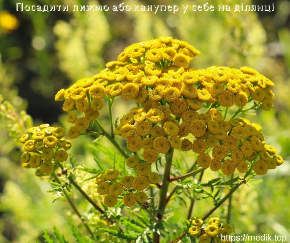 Посадити пижмо або канупер у себе на ділянці