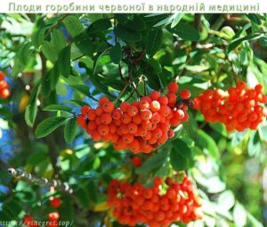 Плоди горобини червоної в народній медицині