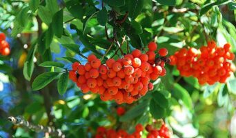 Плоди горобини червоної в народній медицині