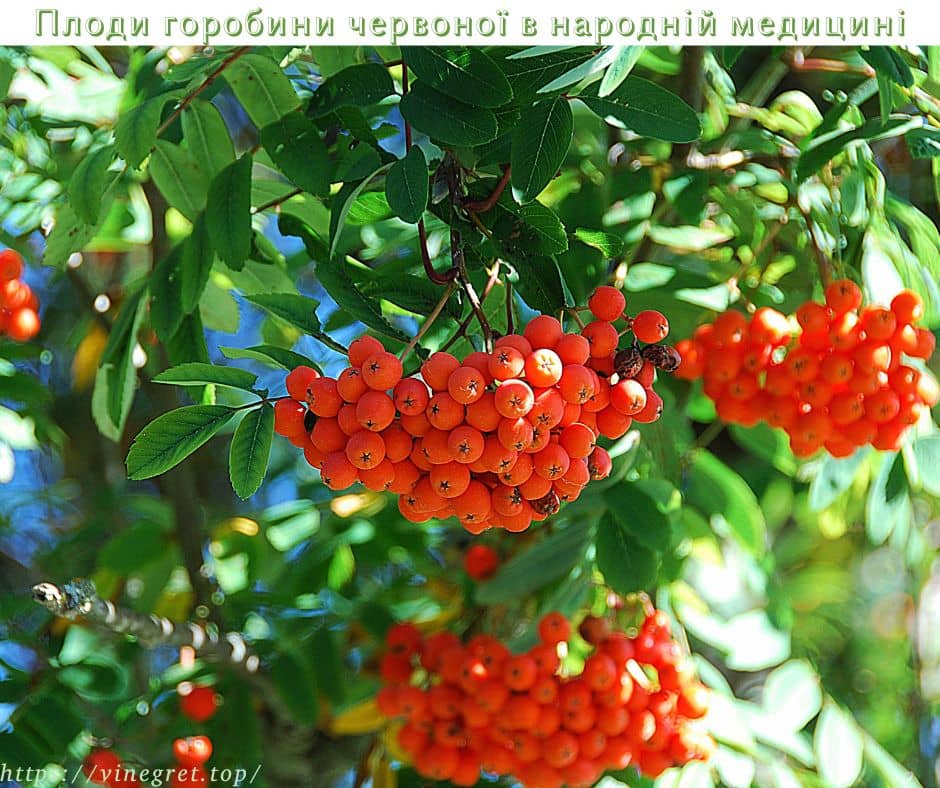 Плоди горобини червоної в народній медицині