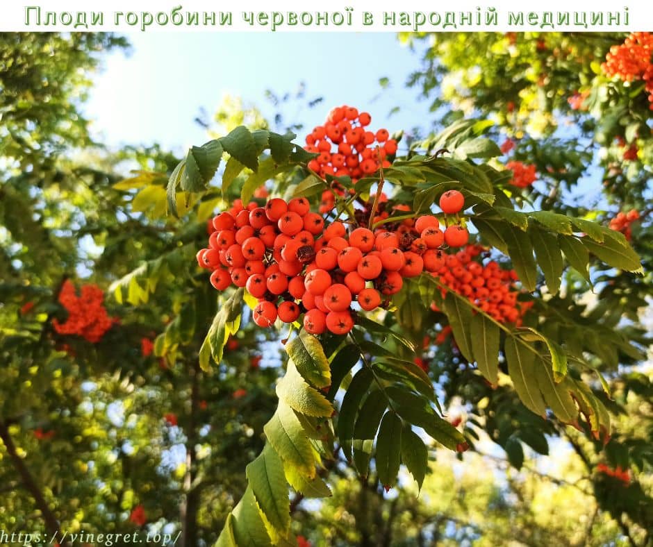 Плоди горобини червоної в народній медицині